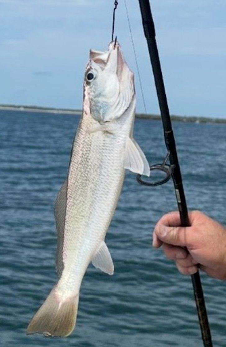 The defendant — caught at Ponce Inlet